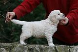 GOLDEN RETRIEVER 1137